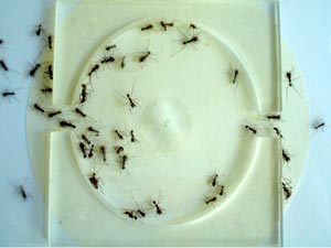 Ants in Panic